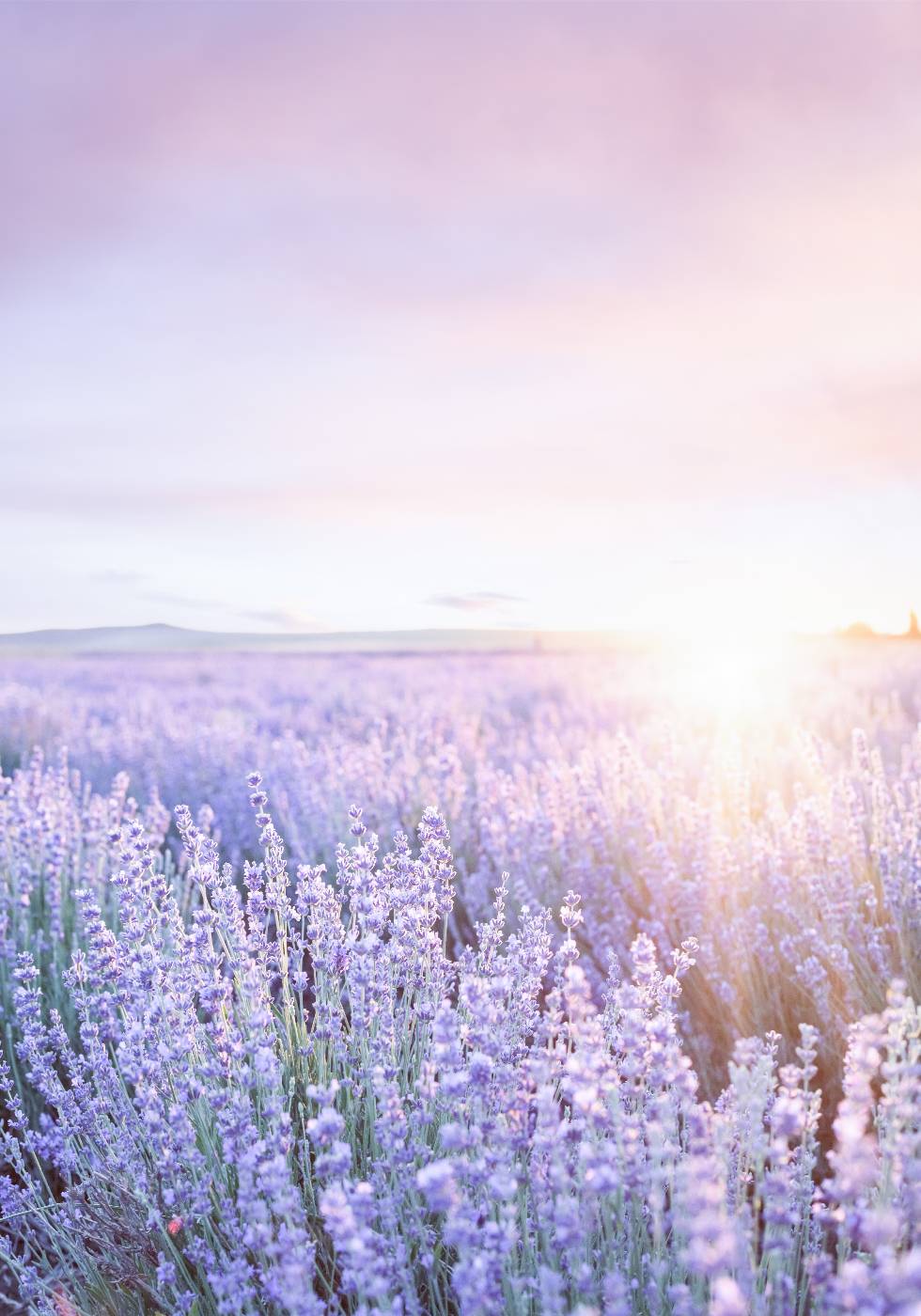 Purple Sunrise Poster - Posterbox.no