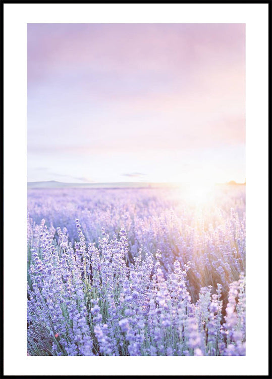 Purple Sunrise Poster - Posterbox.no