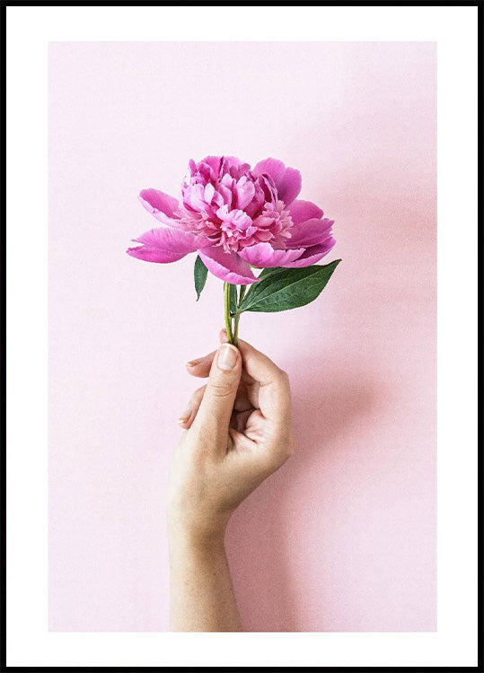 Holding Pink Peony Flower Poster - Posterbox.no