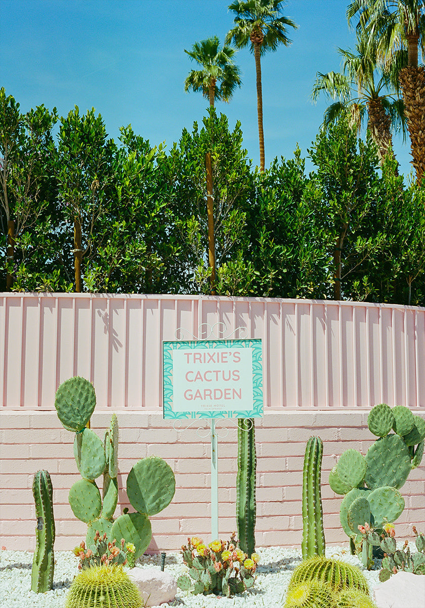 Pink Palm Springs IV (NEW) - Posterbox