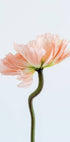 Peachy Poppy Flower Poster - Posterbox.no