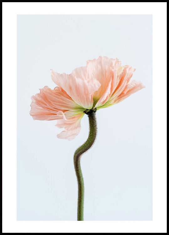 Peachy Poppy Flower Poster - Posterbox.no