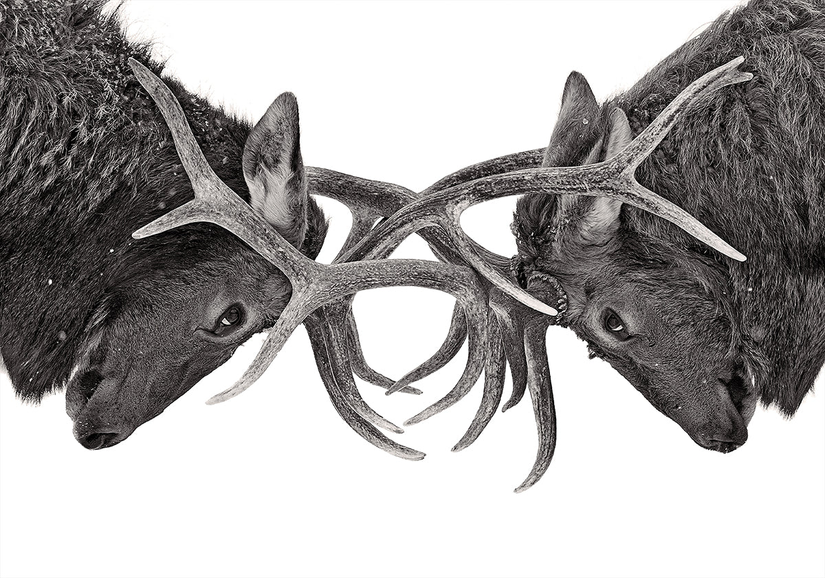 Eye to Eye - Elk fight Poster