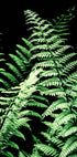 Forest Ferns Poster - Posterbox.no