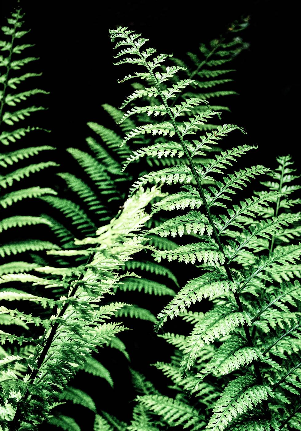 Forest Ferns Poster - Posterbox.no