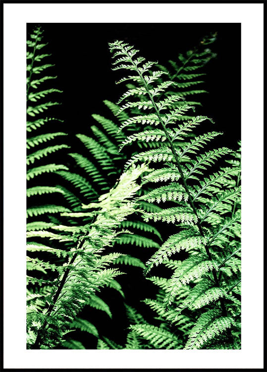 Forest Ferns Poster - Posterbox.no