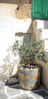 Olive Tree Entrance Poster - Posterbox.no