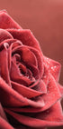 Elegant Rose Poster - Posterbox.no