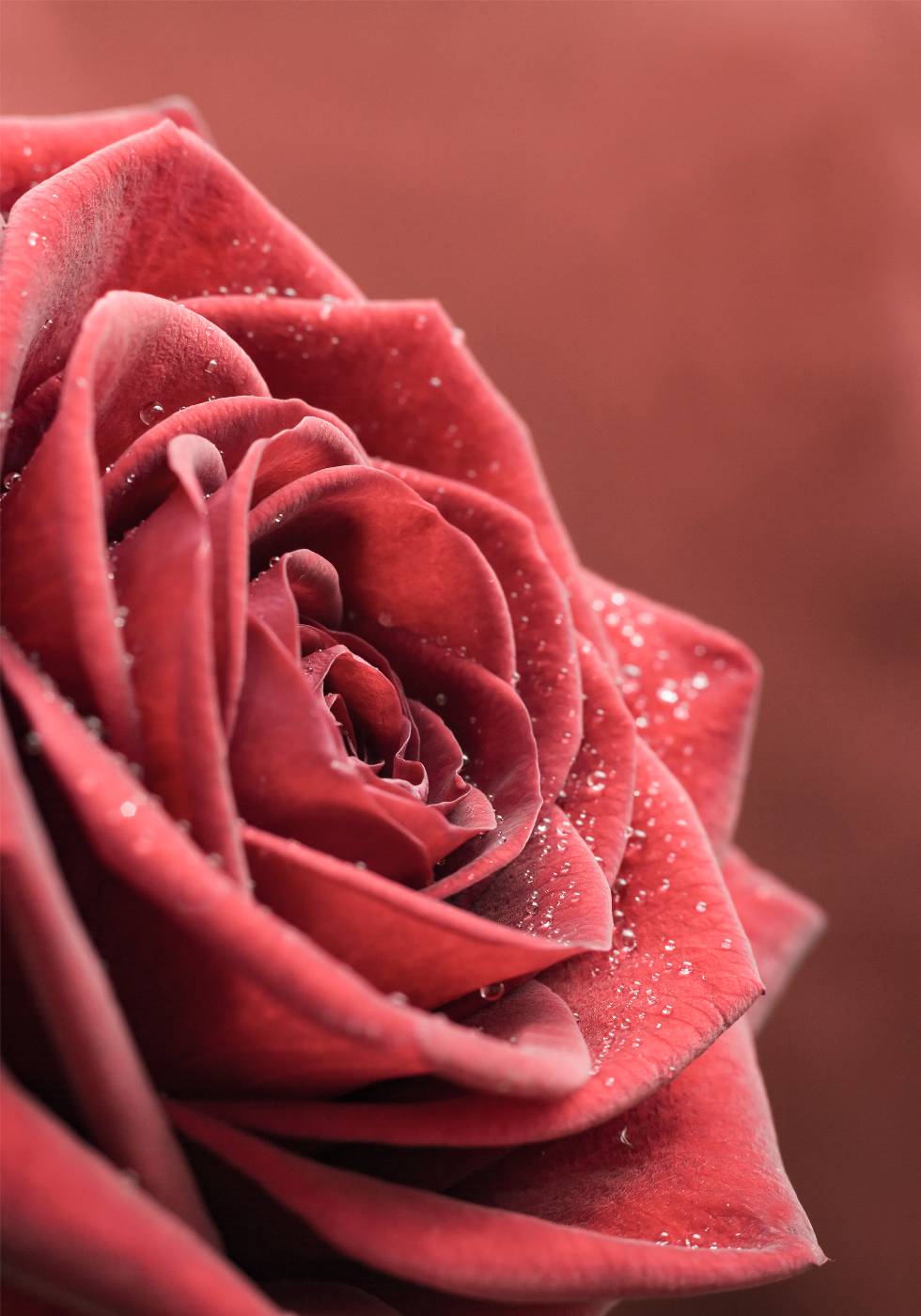 Elegant Rose Poster - Posterbox.no