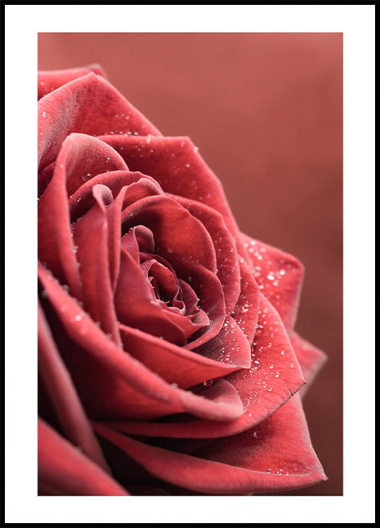 Elegant Rose Poster - Posterbox.no