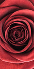 Red Rose Poster - Posterbox.no