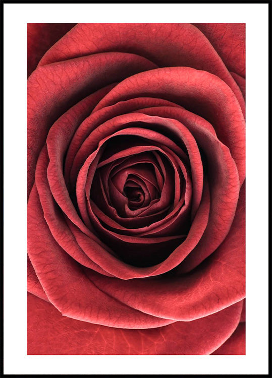 Red Rose Poster - Posterbox.no