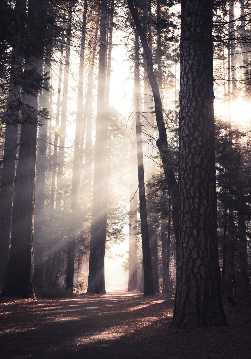 Yosemite Valley Poster - Posterbox.no