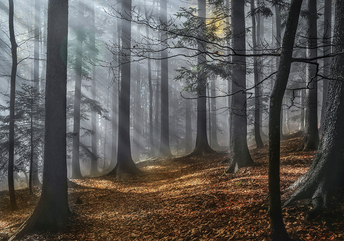 Enchanted forest (NEW) - Posterbox