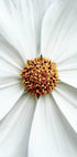 Daisy Close-Up Flower Poster - Posterbox.no
