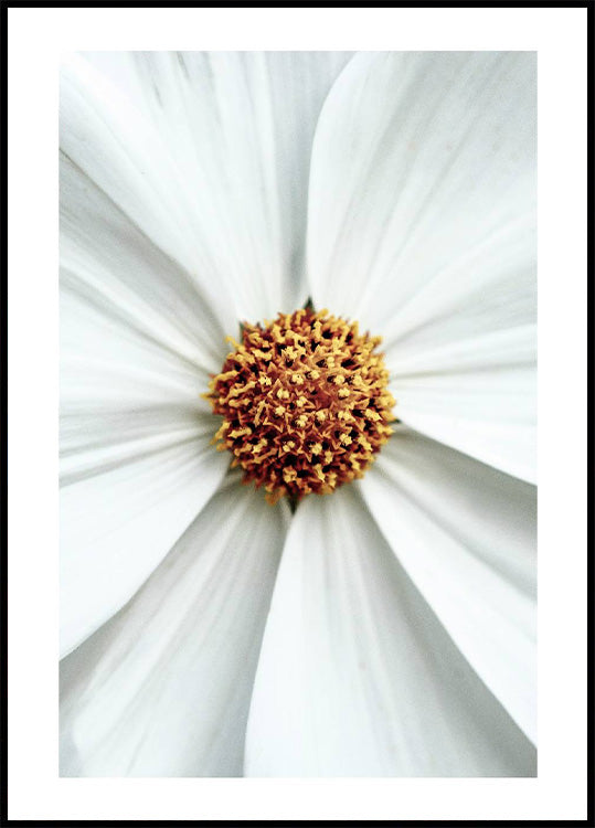 Daisy Close-Up Flower Poster - Posterbox.no