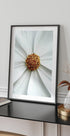 Daisy Close-Up Flower Poster - Posterbox.no