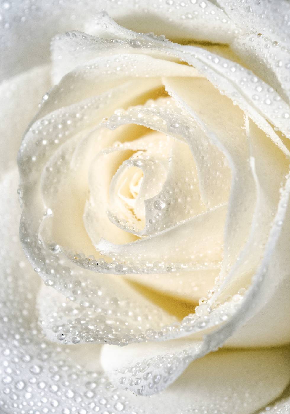 Rose Dew Poster - Posterbox.no