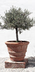 Olive Tree In Vintage Terracotta Poster - Posterbox.no