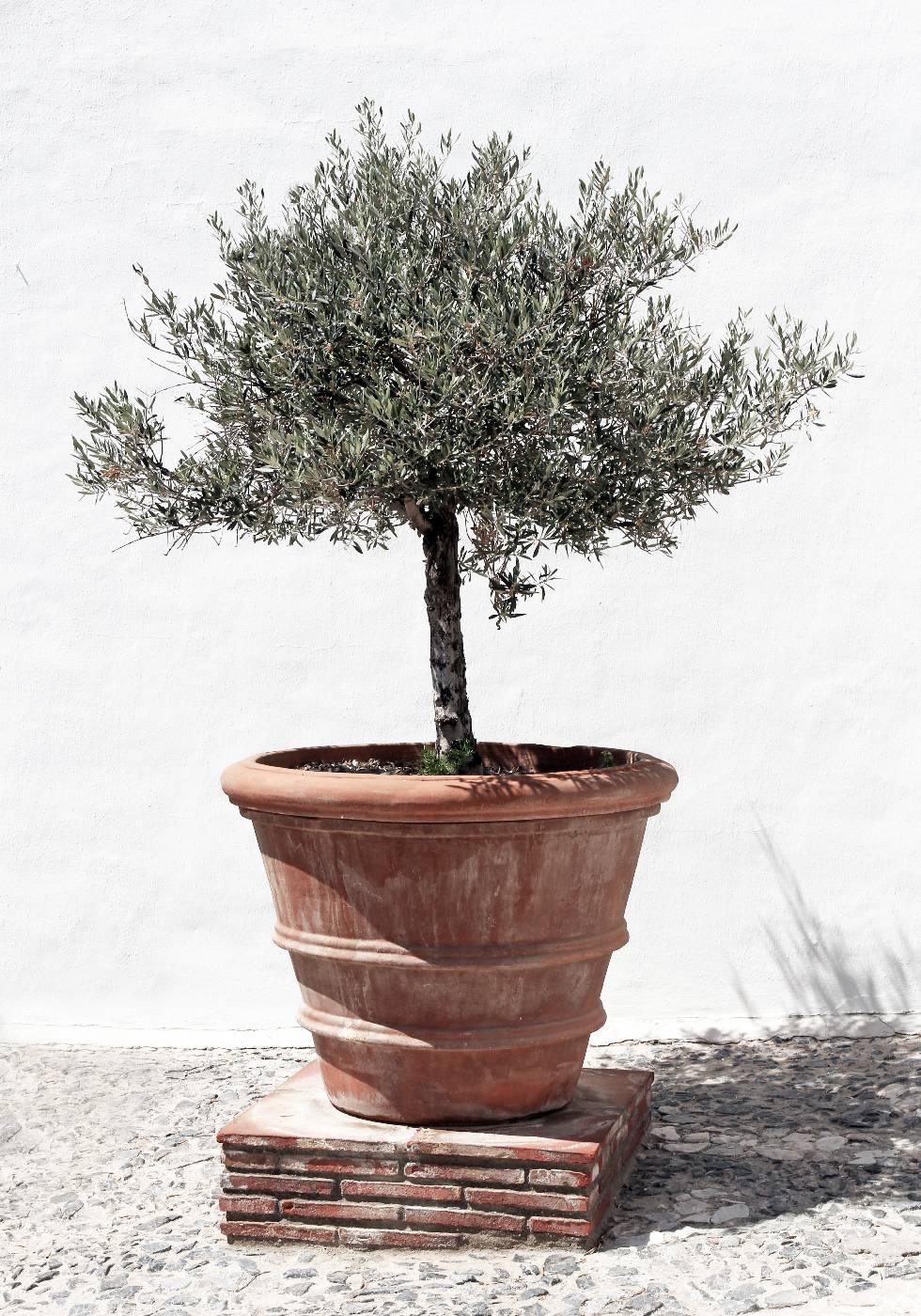 Olive Tree In Vintage Terracotta Poster - Posterbox.no