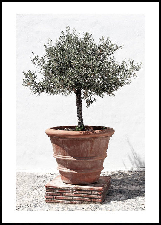 Olive Tree In Vintage Terracotta Poster - Posterbox.no