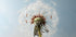 Dandelion Seeds On Wind Poster - Posterbox.no