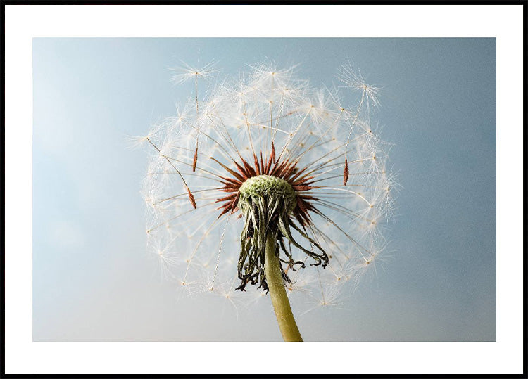 Dandelion Seeds On Wind Poster - Posterbox.no