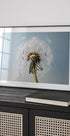 Dandelion Seeds On Wind Poster - Posterbox.no