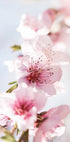 Peach Flowers Blossom Poster - Posterbox.no