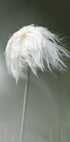 Cottongrass Poster - Posterbox.no