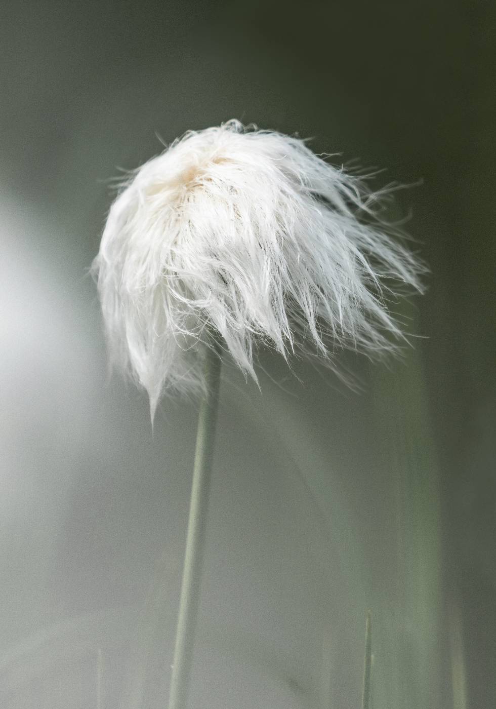 Cottongrass Poster - Posterbox.no