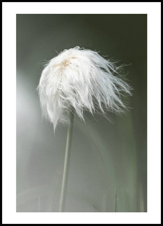 Cottongrass Poster - Posterbox.no