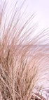 Pink Beach Grass Poster - Posterbox.no