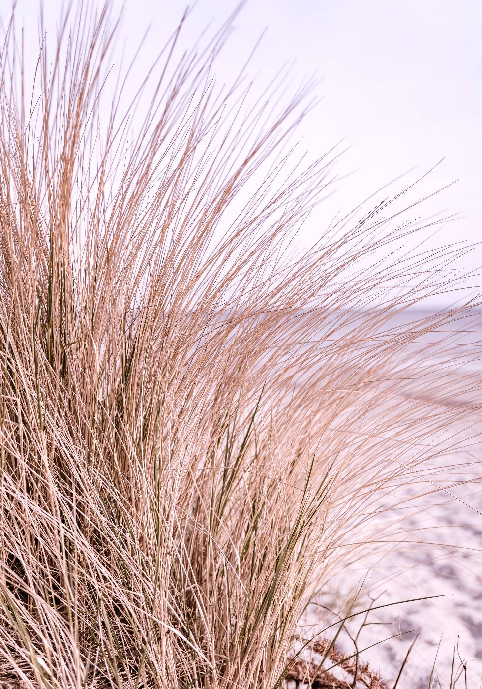 Pink Beach Grass Poster - Posterbox.no