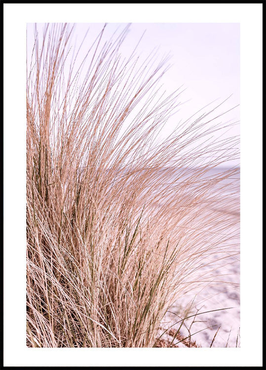 Pink Beach Grass Poster - Posterbox.no