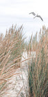Seagull & Beach Grass Poster - Posterbox.no