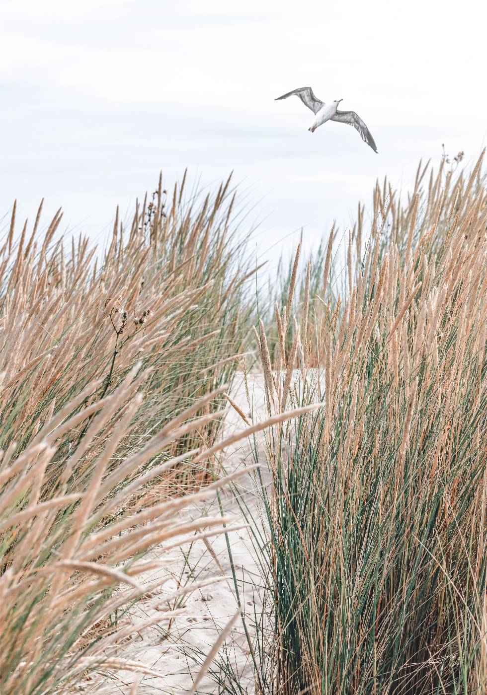 Seagull & Beach Grass Poster - Posterbox.no