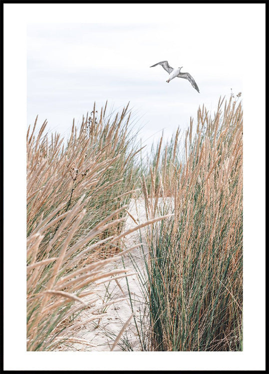 Seagull & Beach Grass Poster - Posterbox.no