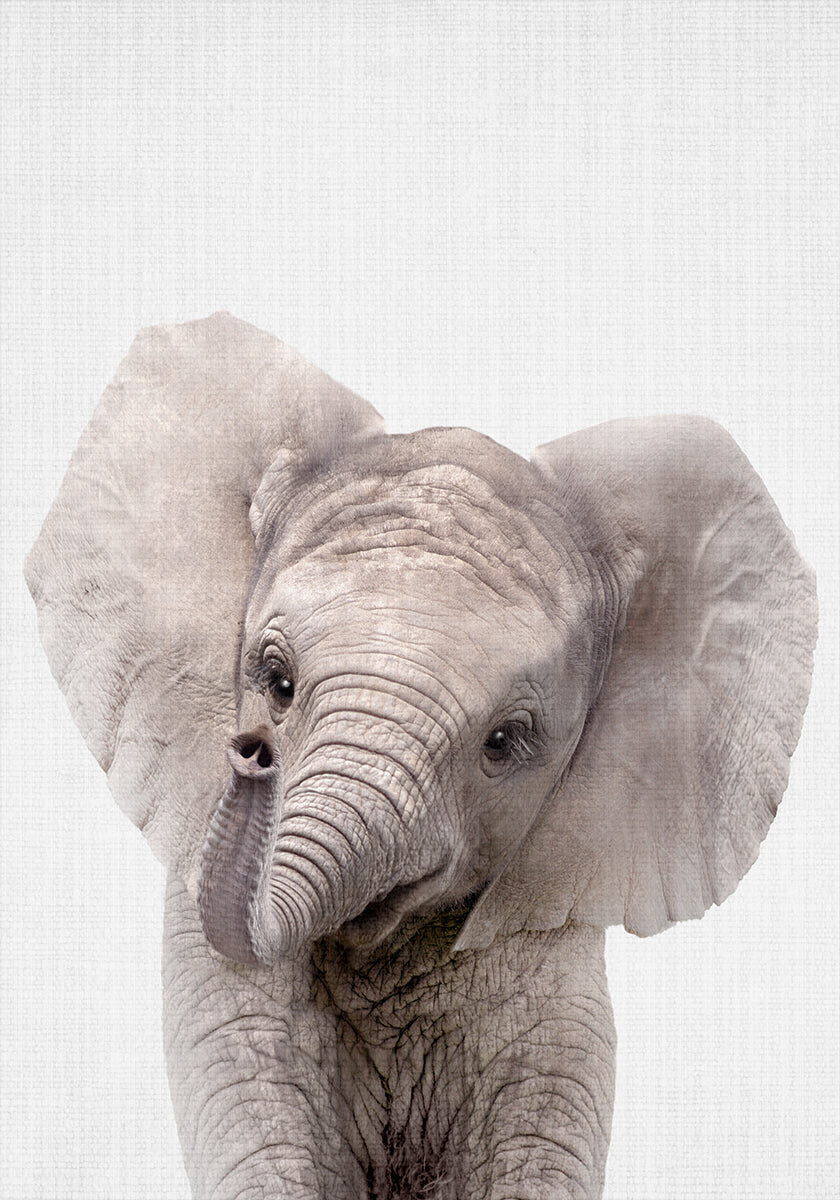 Peekaboo Baby Elephant Poster