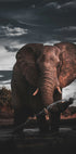 African Elephant Poster - Posterbox.dk