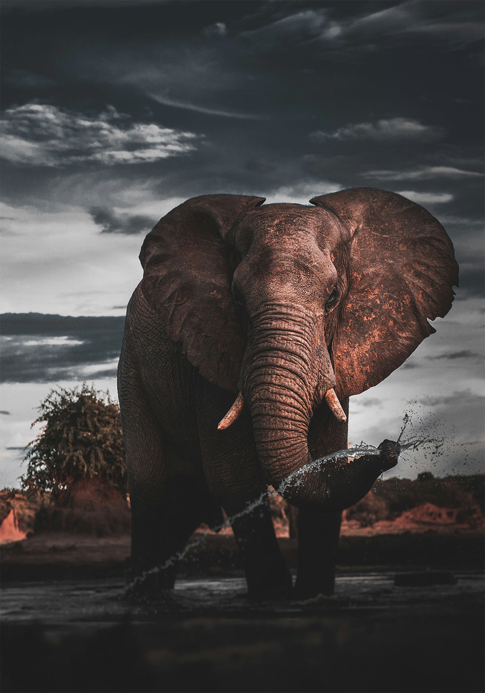 African Elephant Poster - Posterbox.dk