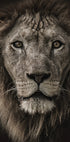 African Lion Poster - Posterbox.dk