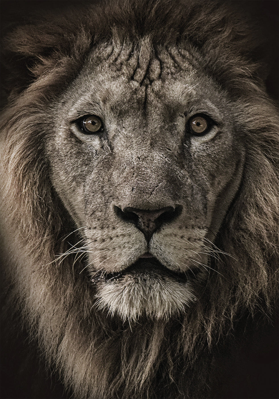 African Lion Poster - Posterbox.dk