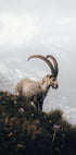 Mountain Goat in Serenity Poster - Posterbox.dk