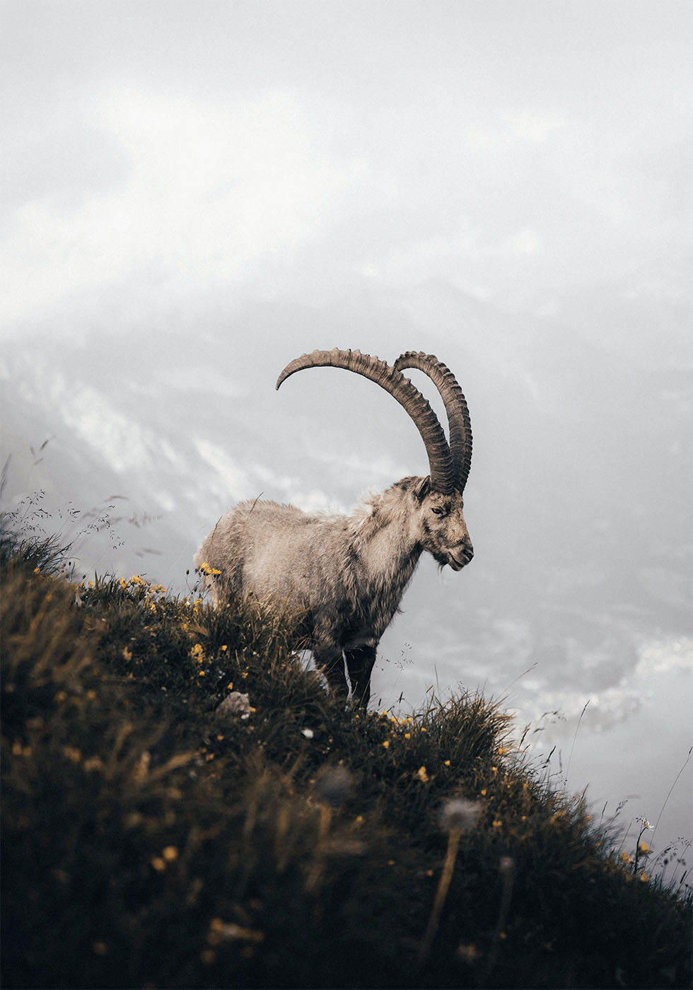 Mountain Goat in Serenity Poster - Posterbox.dk