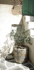 Charming Olive Tree in a Rustic Setting Poster - Posterbox.dk