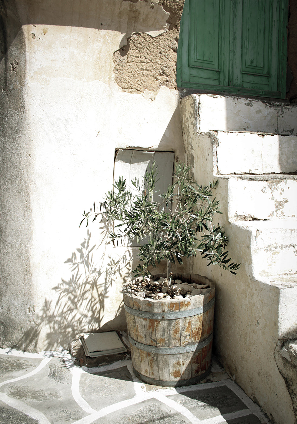Charming Olive Tree in a Rustic Setting Poster - Posterbox.dk