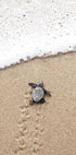 Baby Turtle Meets the Sea Poster - Posterbox.dk