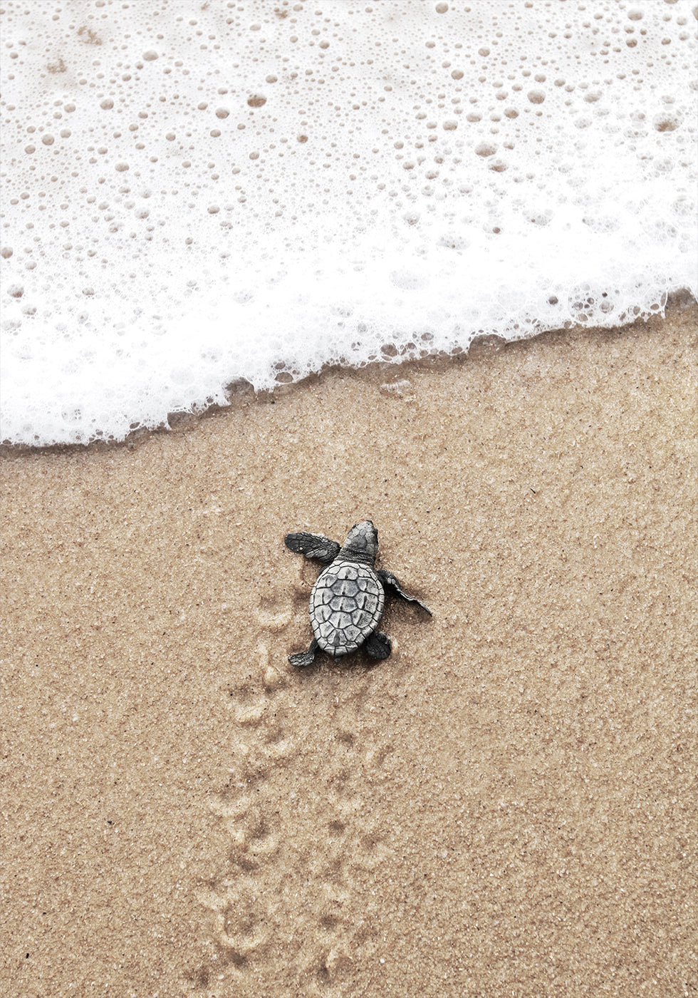 Baby Turtle Meets the Sea Poster - Posterbox.dk