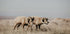Bighorn Sheep in Field Poster - Posterbox.dk
